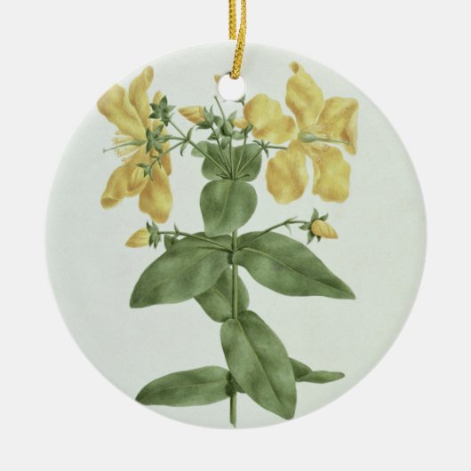 Gefühl-Reichweite (Hypericum quartinianum) (w/c Keramik Ornament (Vorne)