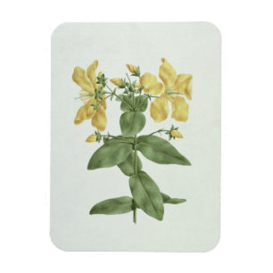 Gefühl-Reichweite (Hypericum quartinianum) (w/c Magnet