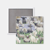 Gefühl Sheepish Magnet (Vorderseite/Rückseite)