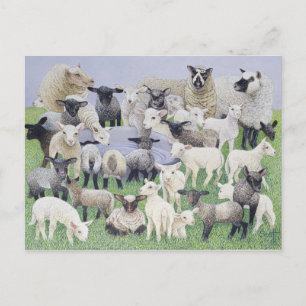 Gefühl Sheepish Postkarte