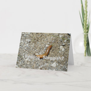 Gefühl träge? Schnecke auf Zement Karte