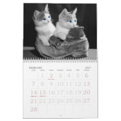 Gefühlvolle Augen der Katze Kalender (Feb 2027)