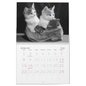 Gefühlvolle Augen der Katze Kalender (Feb 2026)