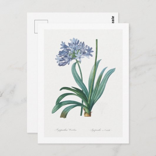 GEFÜRCHTETE BOTANICAL LILY OF THE NILE POSTCARD POSTKARTE (Vorne/Hinten)