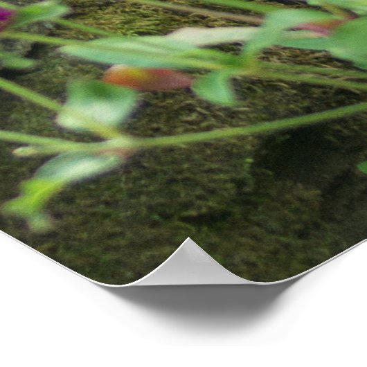 Gefüttert Frühjahr Poster (Ecke)