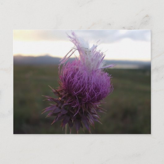 Gegen das Getreide Postkarte (Vorderseite)