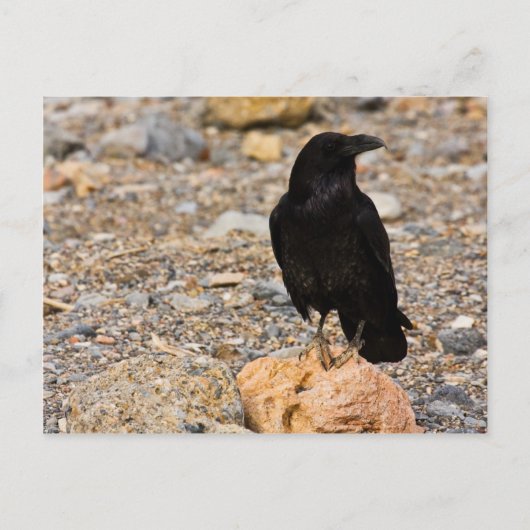 Gegenseitige Neugier Postkarte (Vorderseite)