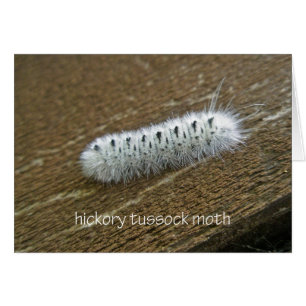 Gegenstände der Hickory Tussock Moth (Lophocampa c