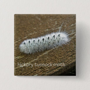 Gegenstände der Hickory Tussock Moth (Lophocampa c Button