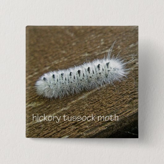 Gegenstände der Hickory Tussock Moth (Lophocampa c Button (Vorderseite)