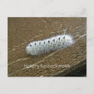 Gegenstände der Hickory Tussock Moth (Lophocampa c Postkarte