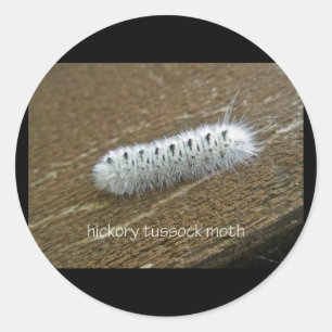 Gegenstände der Hickory Tussock Moth (Lophocampa c Runder Aufkleber