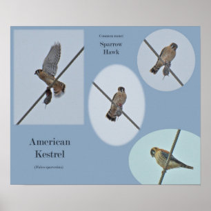 Gegenstände des Amerikanischen Kestrel (Falco-Spar Poster