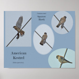 Gegenstände des Amerikanischen Kestrel (Falco-Spar Poster