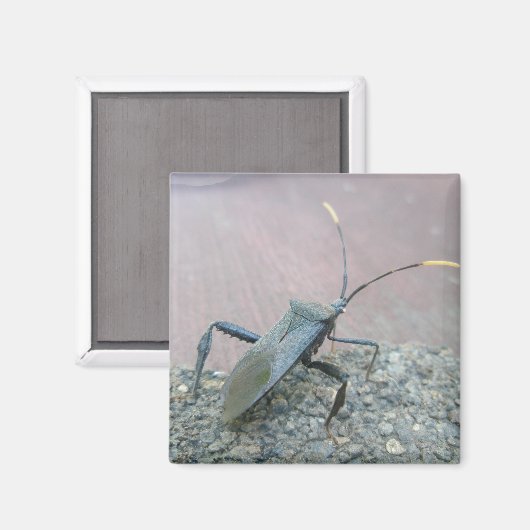 Gegenstände des erwachsenen schwarzen Assassin-Feh Magnet (Vorderseite/Rückseite)