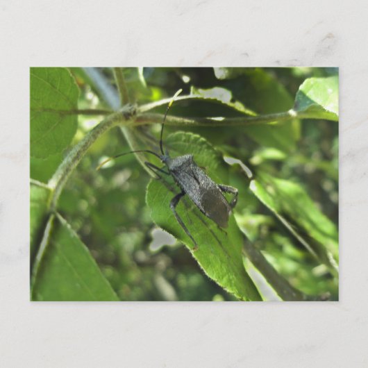 Gegenstände des erwachsenen schwarzen Assassin-Feh Postkarte (Vorderseite)