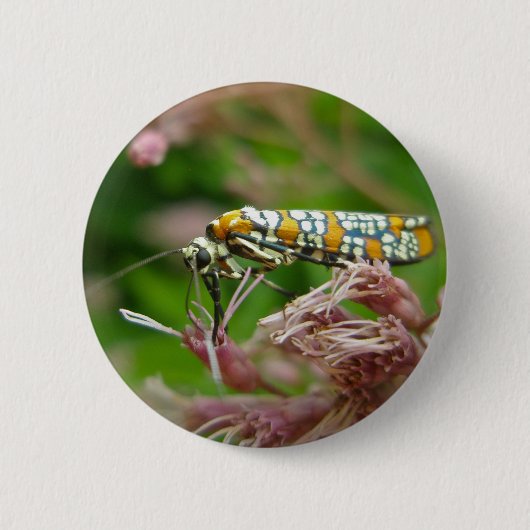 Gegenstände von Ailanthus Webworm Moth (Atteva pun Button (Vorderseite)