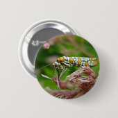 Gegenstände von Ailanthus Webworm Moth (Atteva pun Button (Vorne & Hinten)