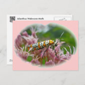 Gegenstände von Ailanthus Webworm Moth (Atteva pun Postkarte (Vorne/Hinten)