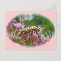 Gegenstände von Ailanthus Webworm Moth (Atteva pun