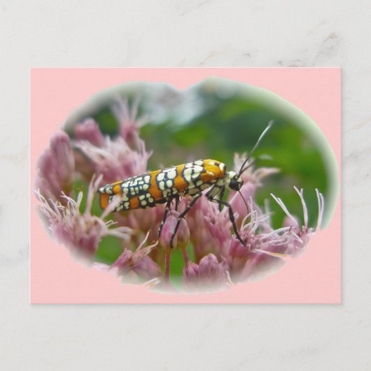 Gegenstände von Ailanthus Webworm Moth (Atteva pun Postkarte (Vorderseite)