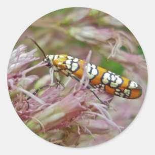 Gegenstände von Ailanthus Webworm Moth (Atteva pun Runder Aufkleber