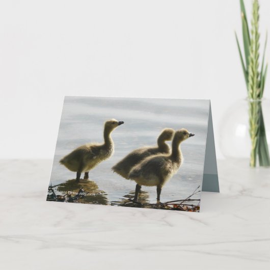 Gegenüberstellen des Lichtes Karte (Vorderseite)