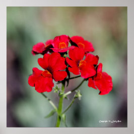 gegossen - rot poster