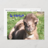 Geh Kamele! Postkarte (Vorne/Hinten)
