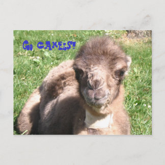 Geh Kamele! Postkarte