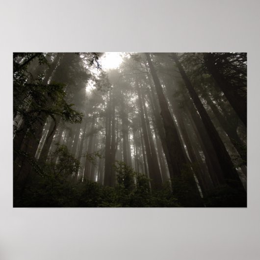 geheimnisvolle Bäume Poster (Vorne)