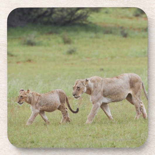 gehende Löwin mit Jungen, Löwe, Panthera Löwe, Untersetzer (Vorderseite)