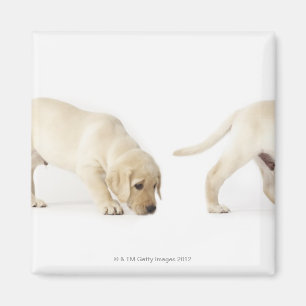 Gehender Labrador retriever-Welpe, Montage Magnet