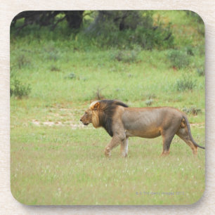 gehender männlicher Löwe, Panthera Löwe, Kgalag Getränkeuntersetzer