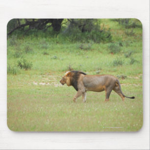 gehender männlicher Löwe, Panthera Löwe, Kgalag Mousepad