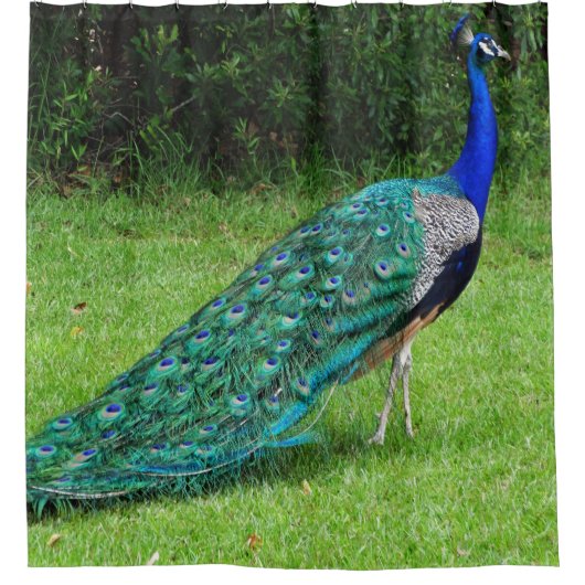 Gehender Pfau Duschvorhang (Vorderseite)