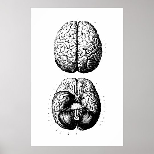 Gehirn Anatomie Illustrations Plakat Poster Zazzle De