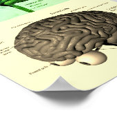 Gehirn/Farbe Poster (Ecke)