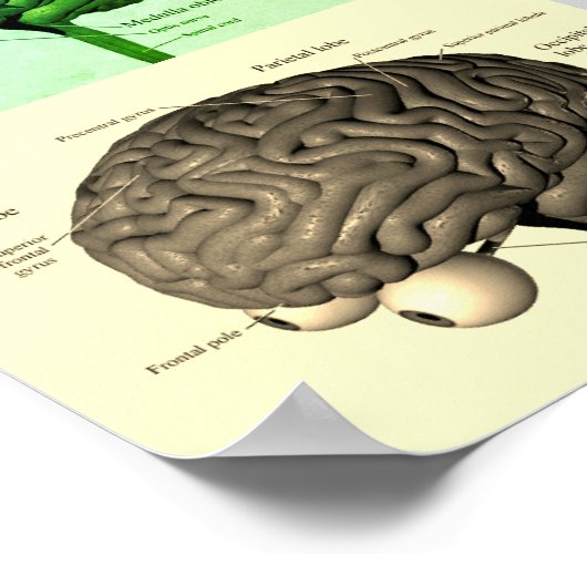 Gehirn/Farbe Poster (Ecke)