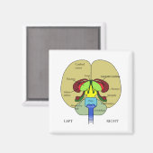 Gehirn - gekennzeichnet magnet (Vorderseite/Rückseite)