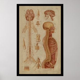 Gehirn Rückenmark Nerven Vintage Anatomie Druck Poster