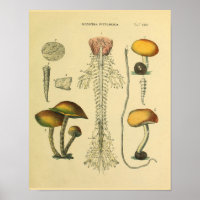 Gehirn Rückenschmerzen Anatomie Pilze Kunst drucke