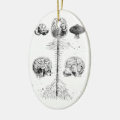 Gehirn und Wirbelsäule Keramik Ornament (Links)