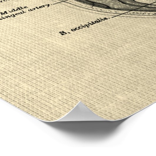 Gehirnanatomie Nr. 5 mit Cream Background Poster (Ecke)