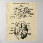 Gehirnanatomie Nr. 6 mit Cream Background Poster (Vorne)