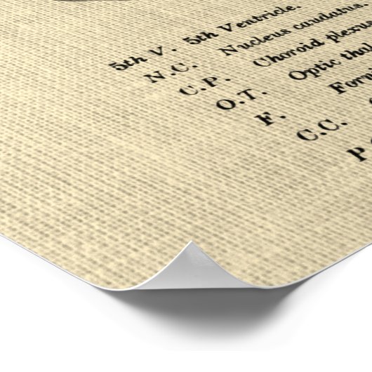 Gehirnanatomie Nr. 7 mit Cream Background Poster (Ecke)