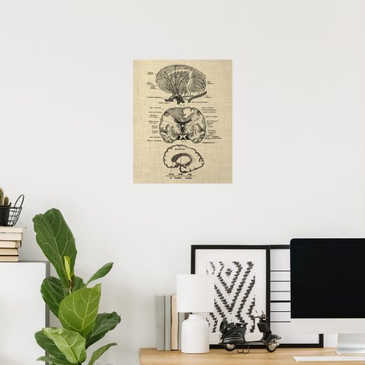Gehirnanatomie Nr. 8 mit Cream Background Poster (Heimbüro)