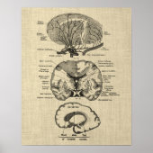 Gehirnanatomie Nr. 8 mit Cream Background Poster (Vorne)