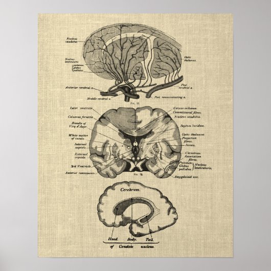 Gehirnanatomie Nr. 8 mit Cream Background Poster (Vorne)