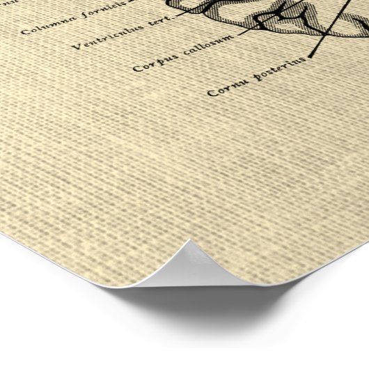 Gehirnanatomie Nr. 9 mit Cream Background Poster (Ecke)